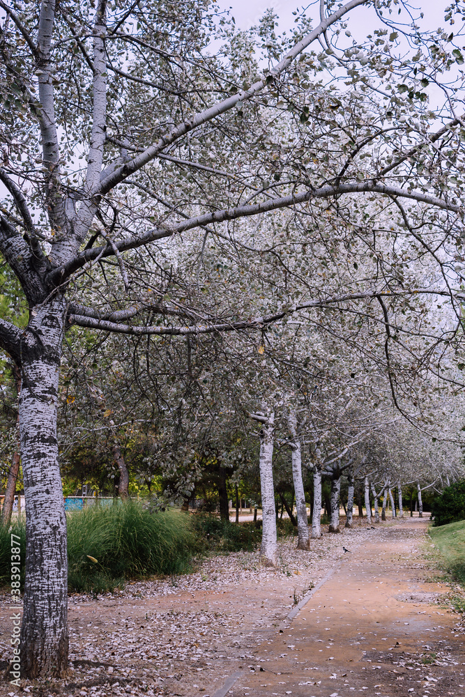 path next to white leaf trees in autumn