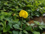 yellow flower in the garden, legume plants are commonly used as grass substitutes for the garden in front of the house