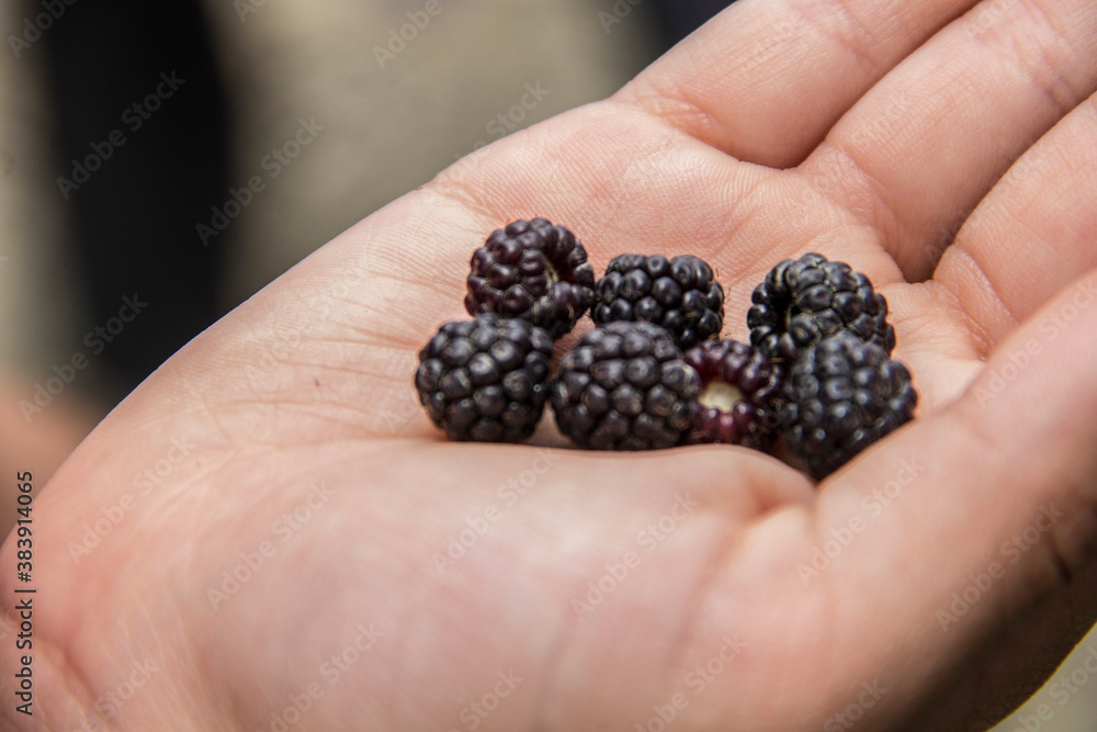 hands with berries hands with berries