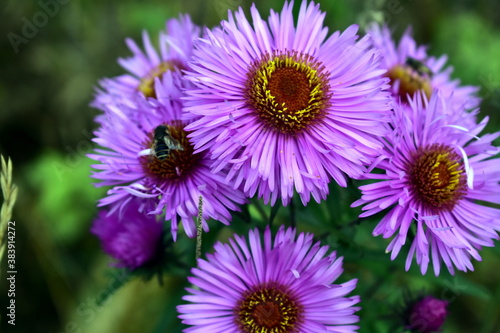 blooming asters on a flower bed