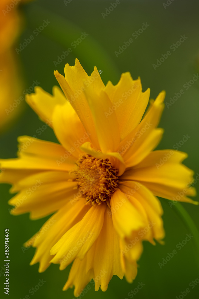 Obraz premium yellow flower