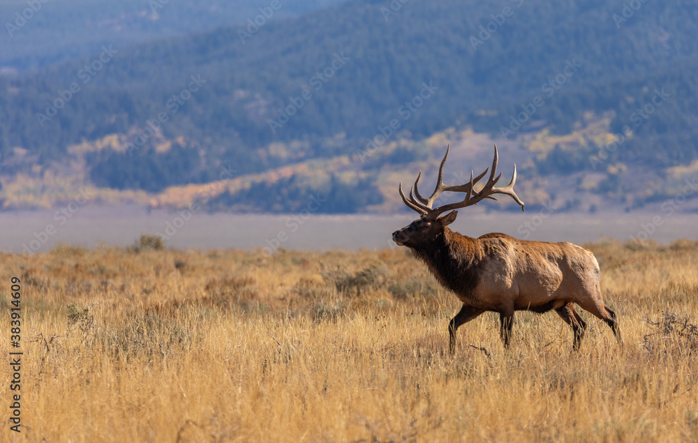 Bull Elk in Autumn in Wyoming Bull Elk in Autumn in Wyoming