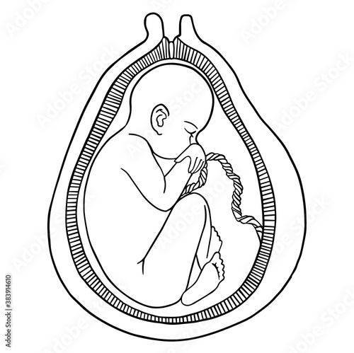 Baby in the womb. fetus baby growth in placenta 3 trimester. Child with placenta silhouette isolated on white background. For cards, posters, coloring book,for scientific journals book illustrations