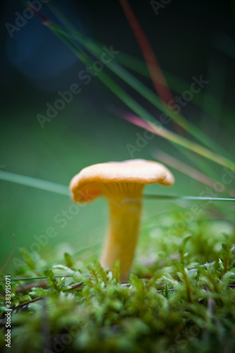 Chantarelle