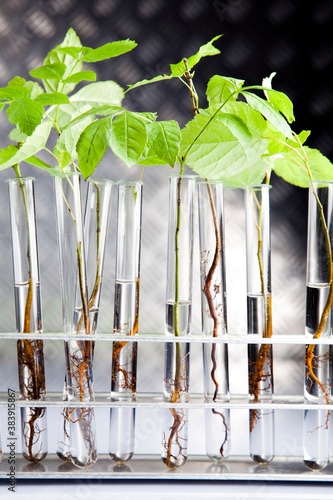 Plants  and laboratory  photo