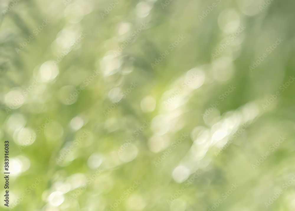 Obraz premium Wild grass on a sun light