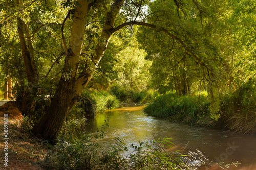 Beautiful view of a tree next to a river in the forest, on a summer afternoon