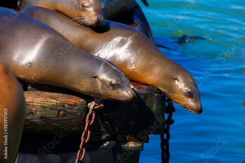 San Francisco Pier 39 lighthouse and seals California photo