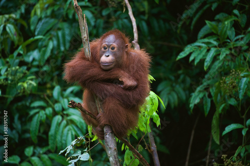 Young Orangutan on the tree photo