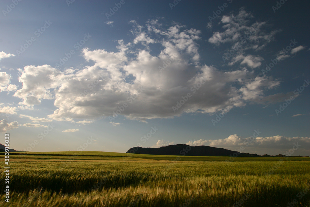 Campo de cereales al atardecer, con cielo con nubes. Campo de cereales al atardecer, con cielo con nubes.