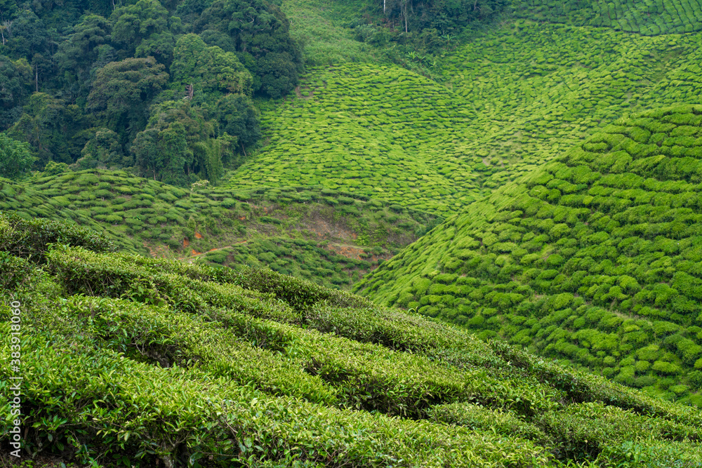 Tea plantations Cameron Valley. Green hills in the highlands of Malaysia. Tea production. Green bushes of young tea. Tea plantations Cameron Valley. Green hills in the highlands of Malaysia. Tea production. Green bushes of young tea.