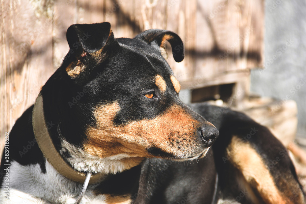 Beautiful dog close up. Dog on the street Beautiful dog close up. Dog on the street