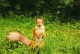 Squirrel looks into the camera. Beautiful red squirrel in the park