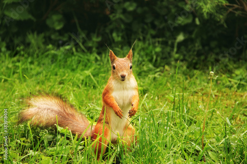 Squirrel looks into the camera. Beautiful red squirrel in the park