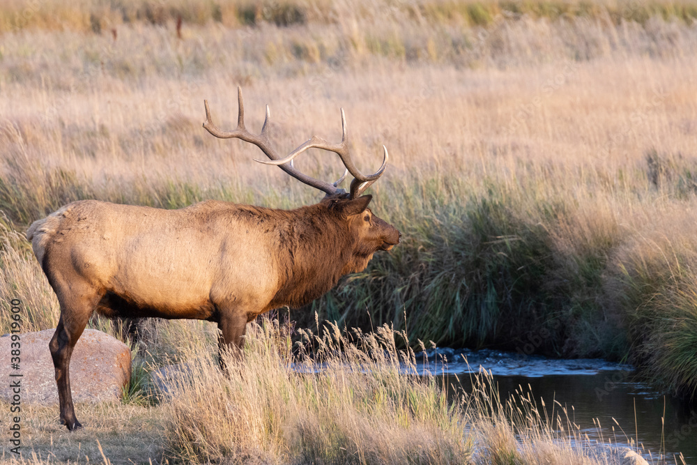 Fototapeta premium Elk Rut in Rocky Mountain National Park
