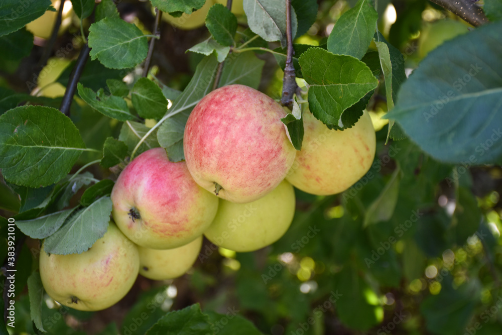 Redish apples in a tree Redish apples in a tree