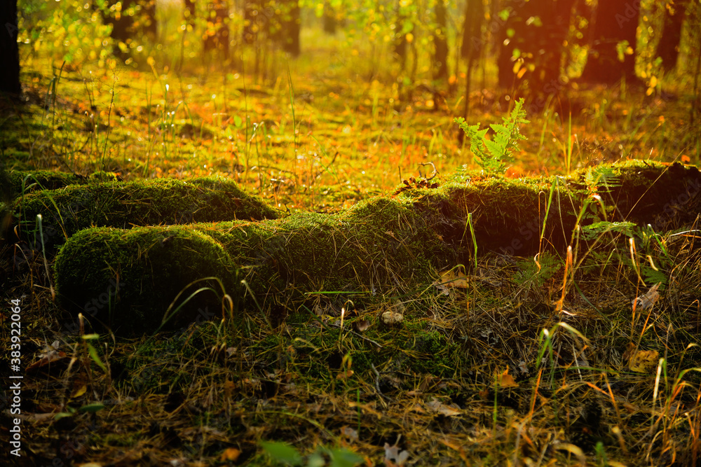 Old fall trees and stumps, covered by moss in an autumn pine-wood Old fall trees and stumps, covered by moss in an autumn pine-wood