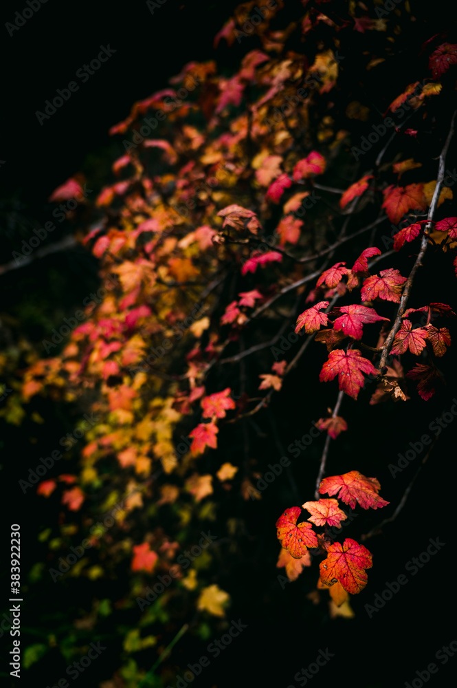 A beautiful vine with multicolored leaves during a calm and warm fall day in the deep forest A beautiful vine with multicolored leaves during a calm and warm fall day in the deep forest
