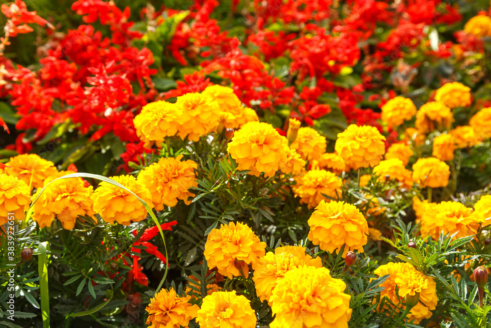 Yellow flowers of calendula officinalis on in the garden among other plants. Yellow flowers of calendula officinalis on in the garden among other plants.