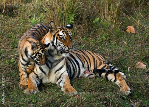 Εκτύπωση καμβά Tigress and cub.