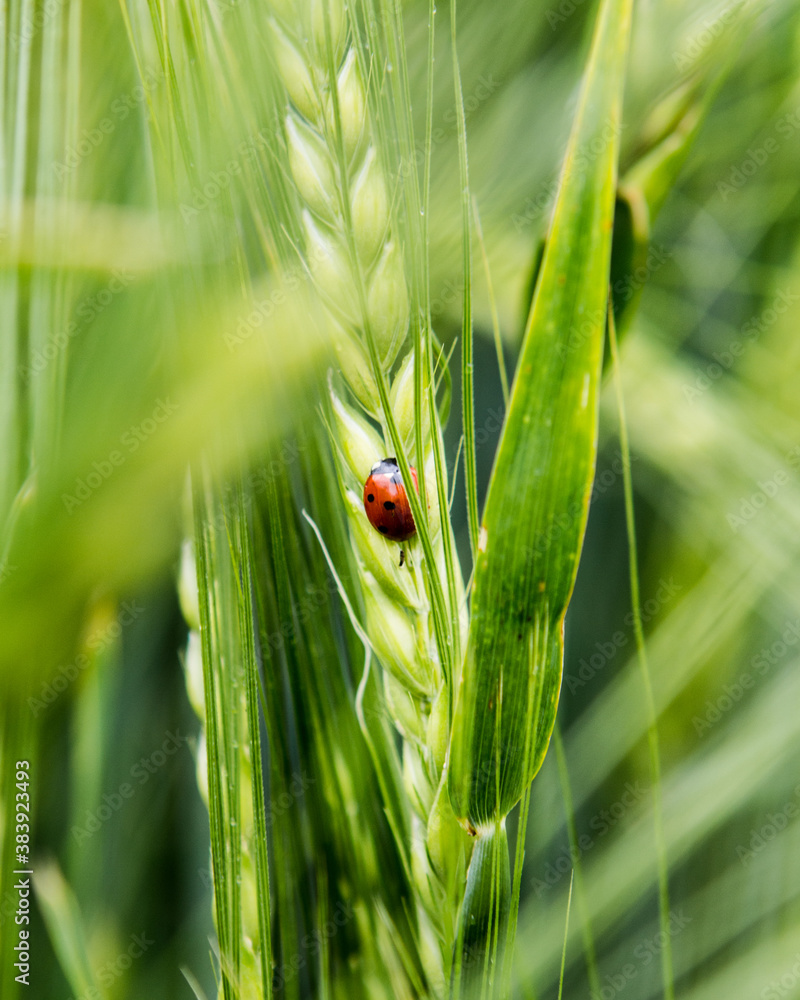 Obraz premium ladybug on green grass