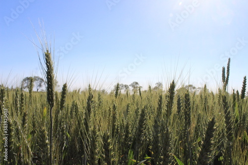 Epis de bl   sous le soleil