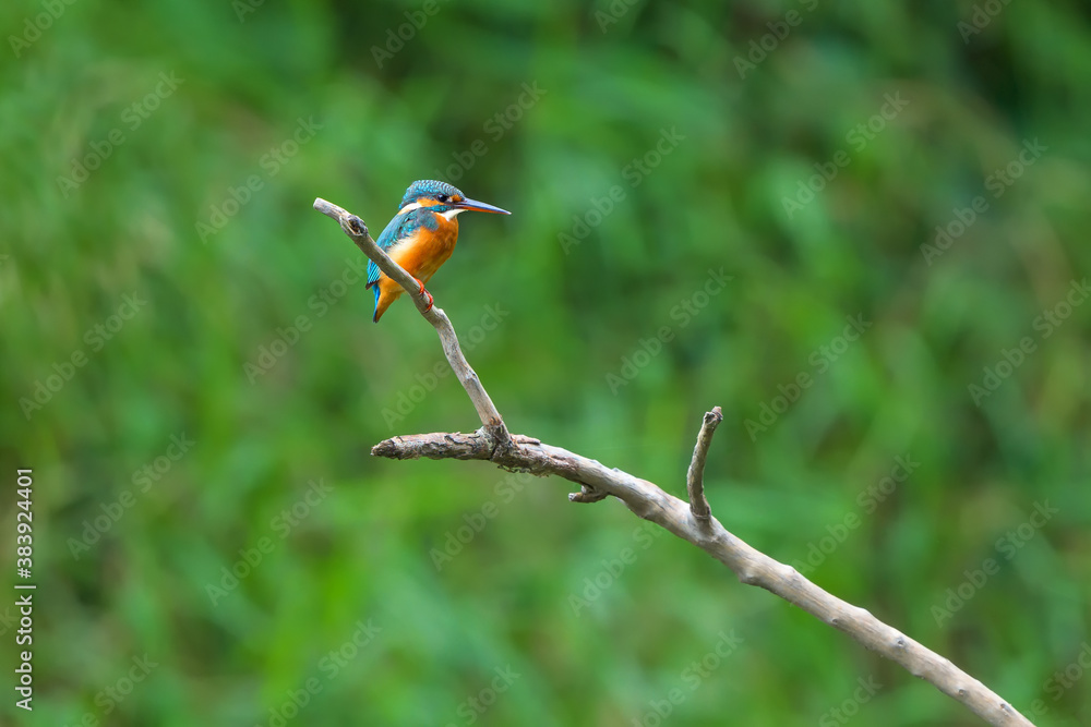 Fototapeta premium Common Kingfisher (Alcedo atthis) on a branch