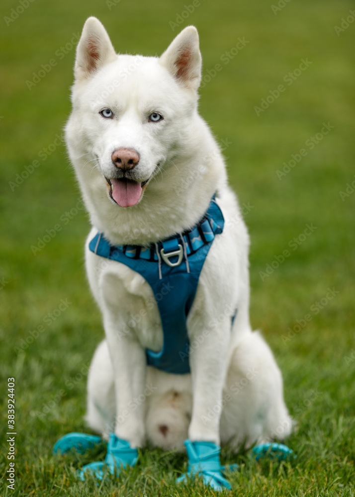 White Siberian Husky Male wearing paw-protective shoes. White Siberian Husky Male wearing paw-protective shoes.