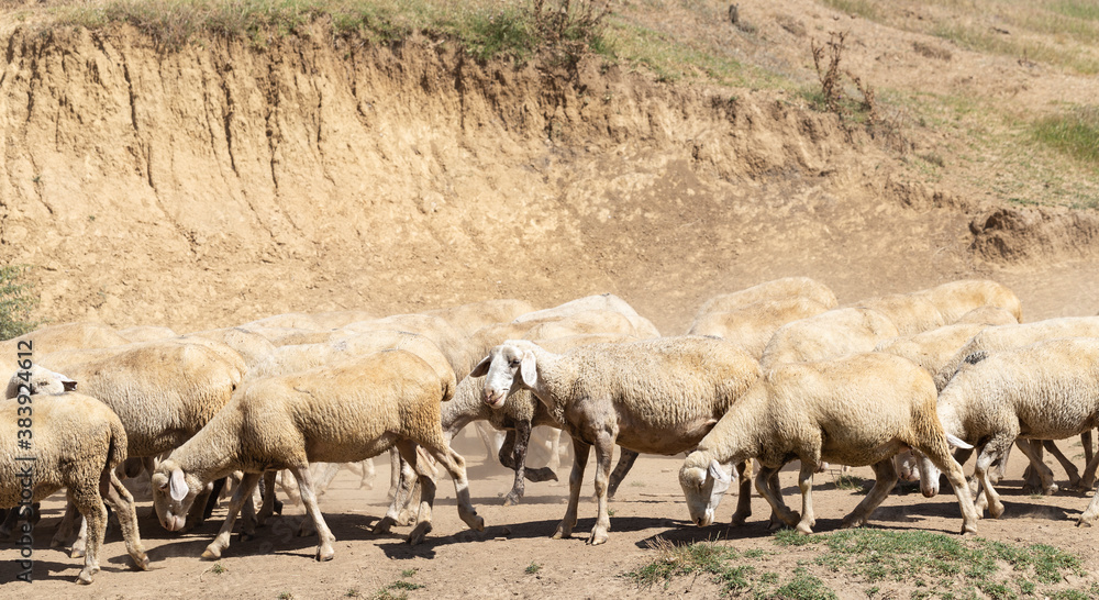 A herd of goats and sheep. The survival of animals in the arid steppe. Pastures of Europe. A herd of goats and sheep. The survival of animals in the arid steppe. Pastures of Europe.
