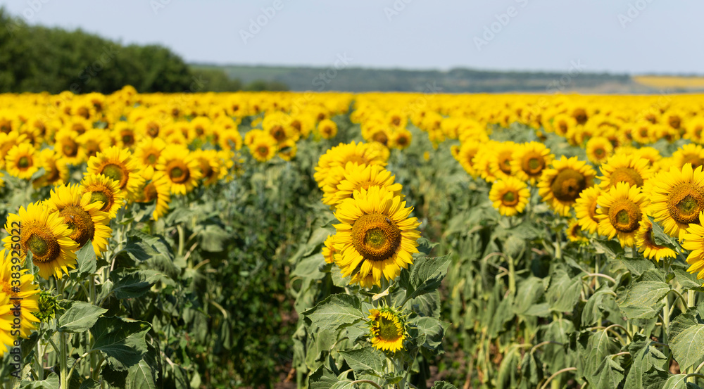 Obraz premium Field of Golden sunflowers, illuminated by the midday sun. Sunflower Flower Blossom.