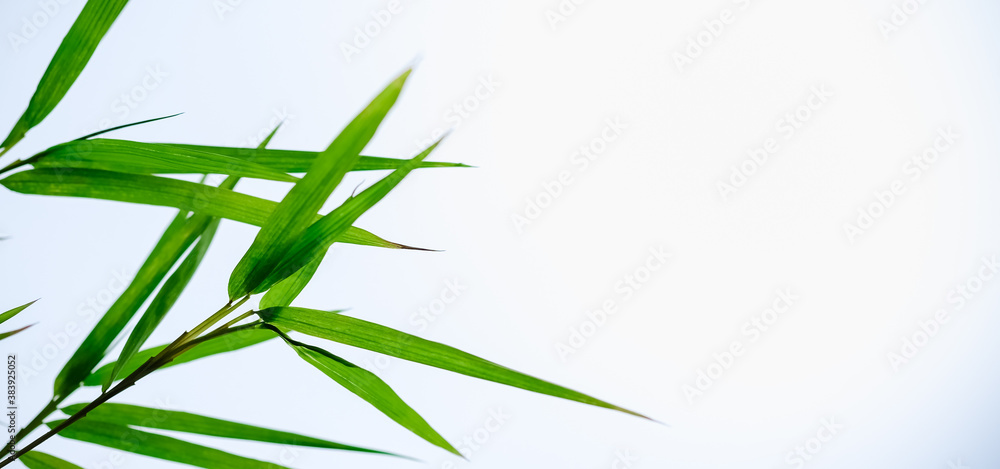 Closeup of green leaf on blurred greenery background in garden with bokeh and copy space using as background cover page concept. Closeup of green leaf on blurred greenery background in garden with bokeh and copy space using as background cover page concept.