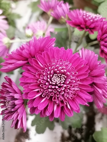 pink chrysanthemum flower