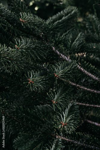 Christmas minimalistic background on the desktop with a Christmas tree. Dark green prickly branches of spruce close-up.