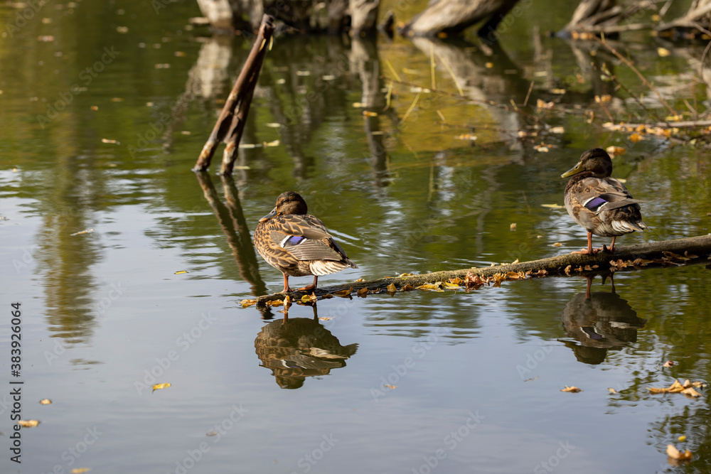 Ducks sit on a tree that has fallen into a pond. Wildlife scene. 