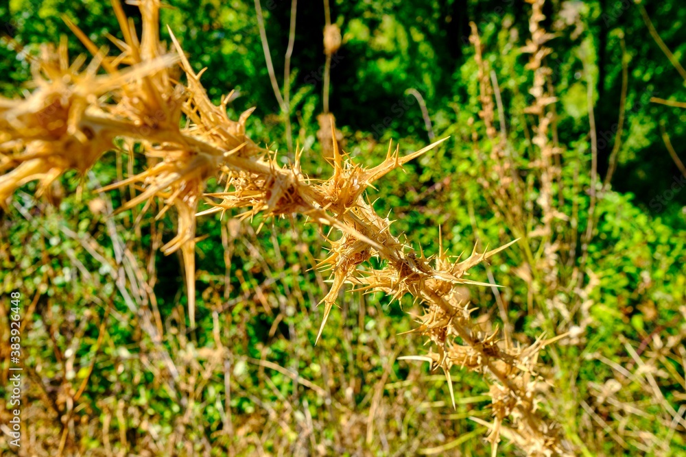 Thistle branch with green background Thistle branch with green background