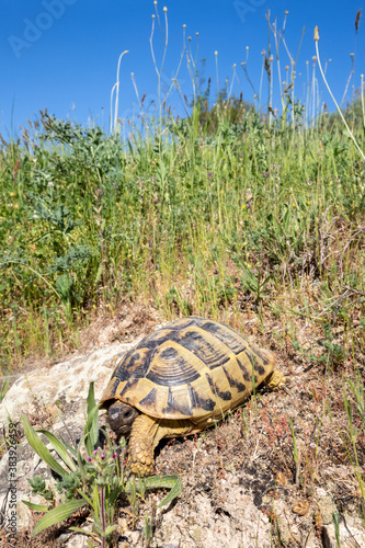 Eine Landschildkröte in der Seitenansicht in ihrem Lebensraum