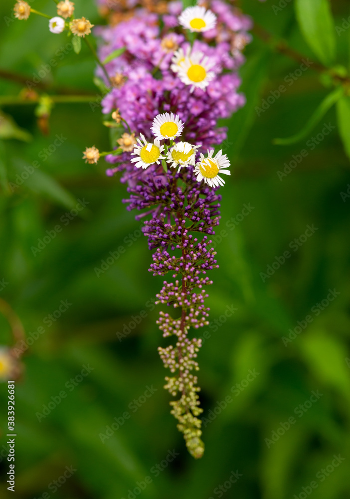 Fototapeta premium Bouquet roxo