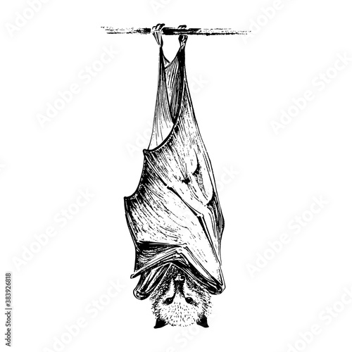 The bat hangs on a branch. Engraving style. Black and white graphics. Brush texture.