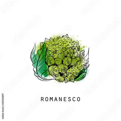 Vector set of hand drawn fruits and vegetables sketch illustration.