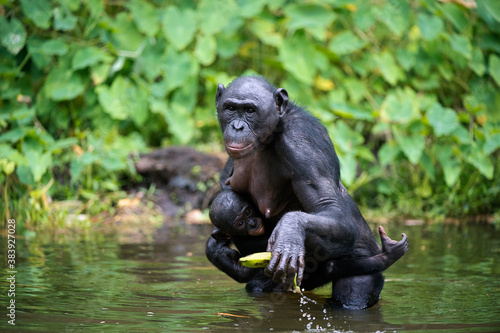  Bonobo ( Pan paniscus)  with cub in the water photo