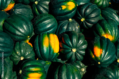 Bunch of acorn squash fresh picked and for sale at a farmer's market near Battle Creek, Michigan, USA in late September.