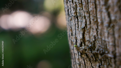 close up of a tree