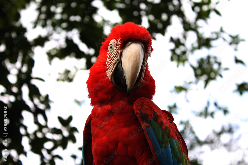 Obraz premium macaw guacamaya
