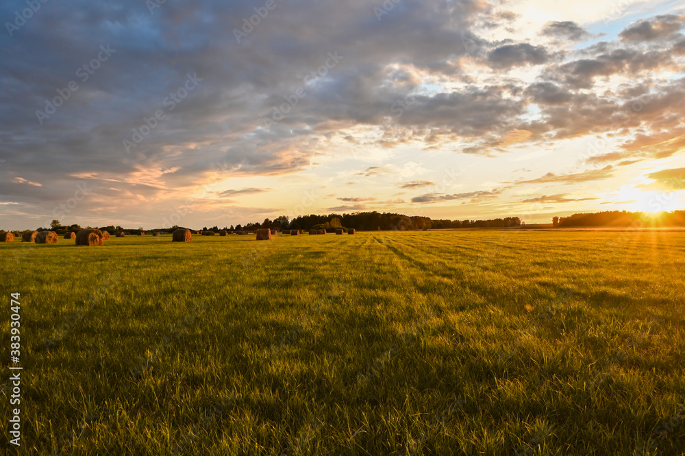 Fototapeta premium Field