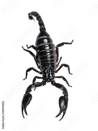 Top view of Asian Forest Scorpion aka Heterometrus Petersii. Isolated on white background.