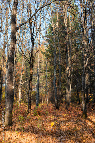 Autumn birch forest in central Russia © Олег Каленин