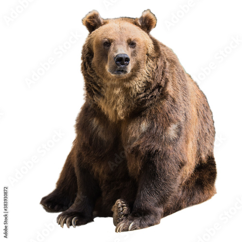 Bear on an isolated background