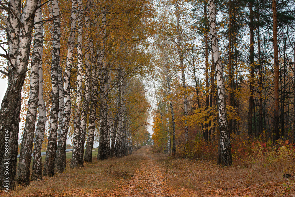 Fototapeta premium Autumn birch forest in central Russia