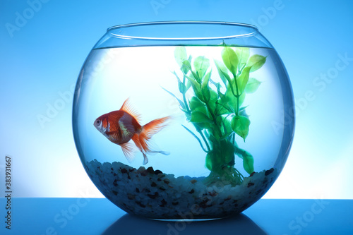 Beautiful bright small goldfish swimming in round glass aquarium on blue background