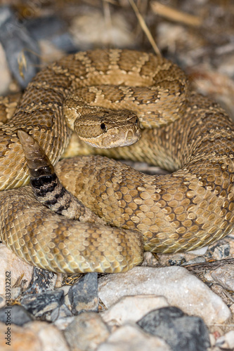 Close up portrait view of rattlesnake in the desert at night, lit by flash. Black and white stripes on end of tail
